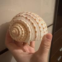 Conchiglia