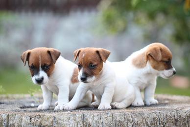 Cuccioli di Jack Russell terrier