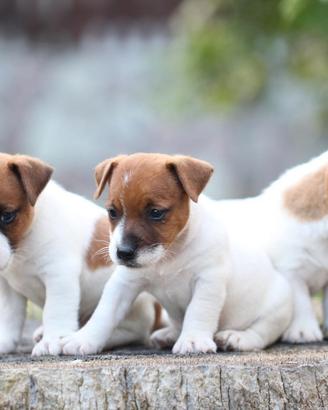 Cuccioli di Jack Russell terrier