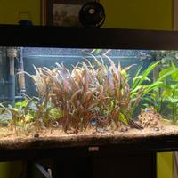 Acquario Juwel Rio 125