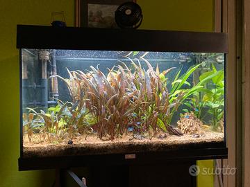 Acquario Juwel Rio 125