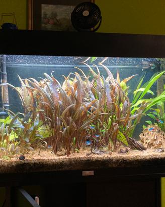 Acquario Juwel Rio 125