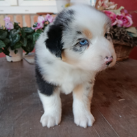 Cuccioli Pastore Australiano