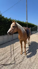 Cavalla