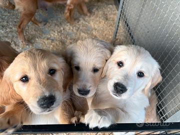 Golden retriever cuccioli