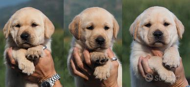 Labrador Retriever cuccioli