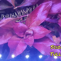 Caridine e potature di T. S