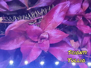 Caridine e potature di T. S