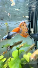 Pesci guppy acquario