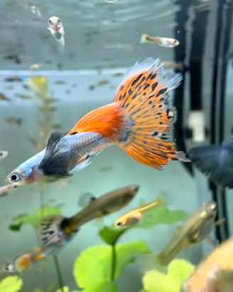 Pesci guppy acquario
