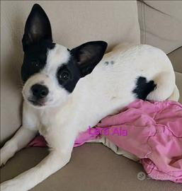 Magghi cucciola adorabile