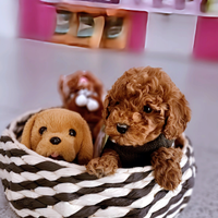 Cuccioli di taglia molto piccola ANCHE A RATE