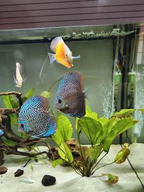 Discus