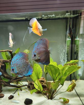 Discus