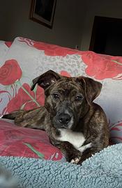 Cucciola di 1 anni emmezzo