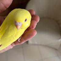 Cocorita