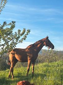 Mezzafida cavallo - zona Moncalieri