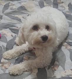 Bichon