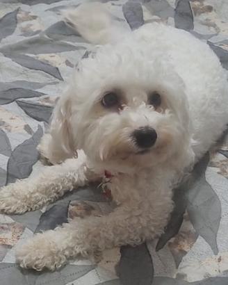 Bichon