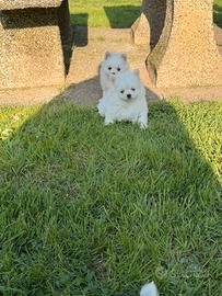 Cuccioli di Volpino Spitz Pomerania Nano Toy