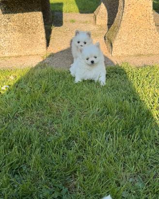 Cuccioli di Volpino Spitz Pomerania Nano Toy