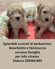 Barboncini