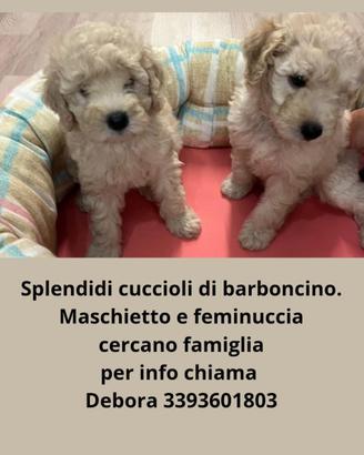 Barboncini