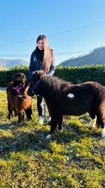 Splendidi mini pony