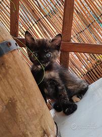 Gattini