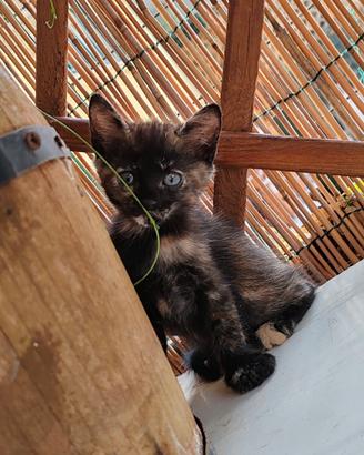 Gattini