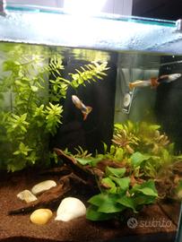 Acquario l. 40 Aquatlantis  (inclusi accessori) 
