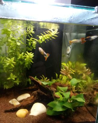 Acquario l. 40 Aquatlantis  (inclusi accessori) 