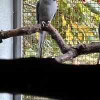 Coppia parrocchetti opalino ADULTA