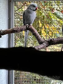 Coppia parrocchetti opalino ADULTA