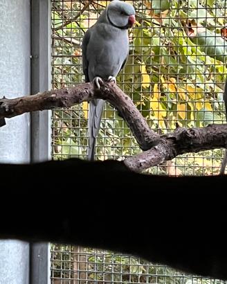 Coppia parrocchetti opalino ADULTA