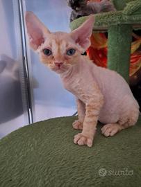 Nirvan e Narayama Firephoenix.devon rex, red maka