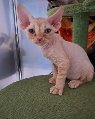 Nirvan e Narayama Firephoenix.devon rex, red maka