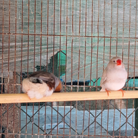 Diamanti mandarino detti bengalini