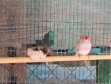 Diamanti mandarino detti bengalini