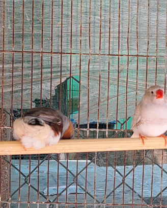 Diamanti mandarino detti bengalini