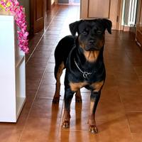 Rottweiler
