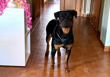 Rottweiler