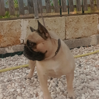 Bouledogue francese maschio