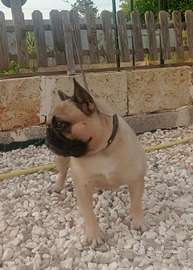 Bouledogue francese maschio