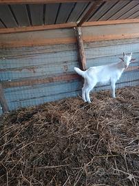 Capretto Saneen originale