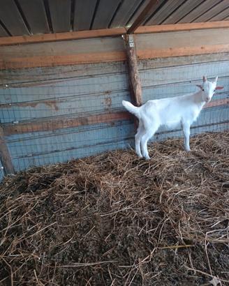 Capretto Saneen originale