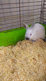 Coniglio della California