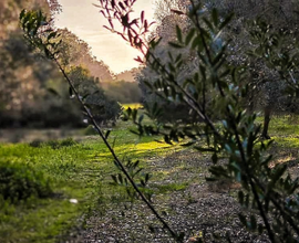 Terreno agricolo in Agro di Porto Cesareo