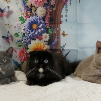 Scottish Fold e Straight