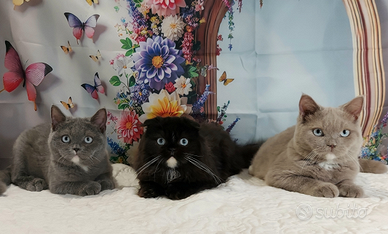 Scottish Fold e Straight